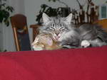 Katze Arwen und Padme 6 Monate alt.